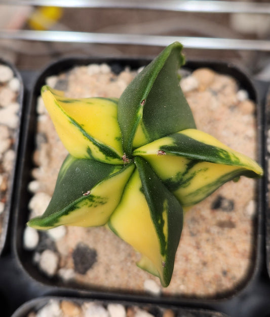 Variegated Astrophytum Myriostigma (5 sided)