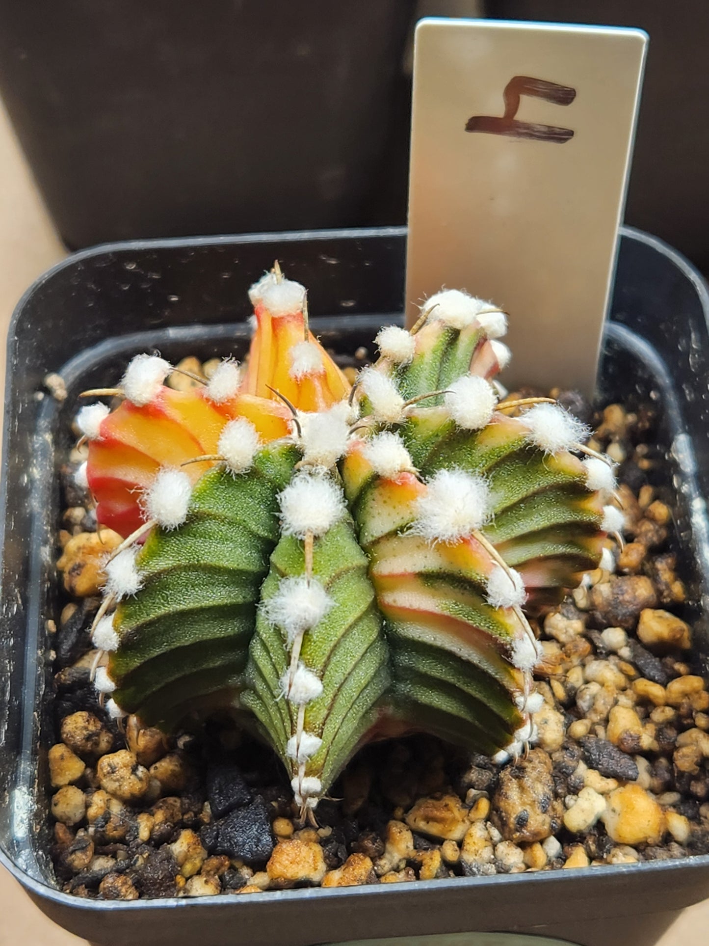 Variegated Gymnocalcyium Mihanovichii #4