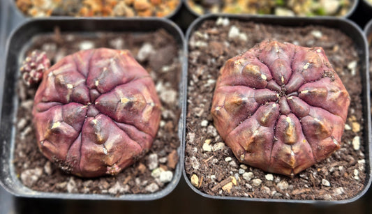 Gymnocalcyium "Daydream"