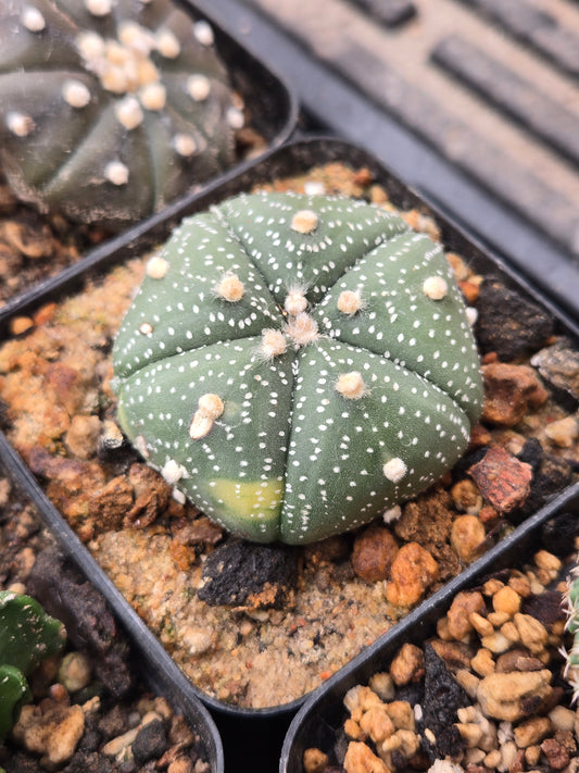 Variegated Astrophytum Asterias - 5 rib
