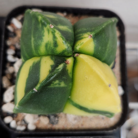 Variegated Astrophytum Myriostigma (4 sided)