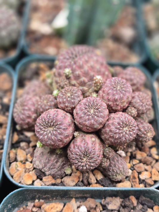 Sulcorebutia rauschii f. violacidermis Cluster