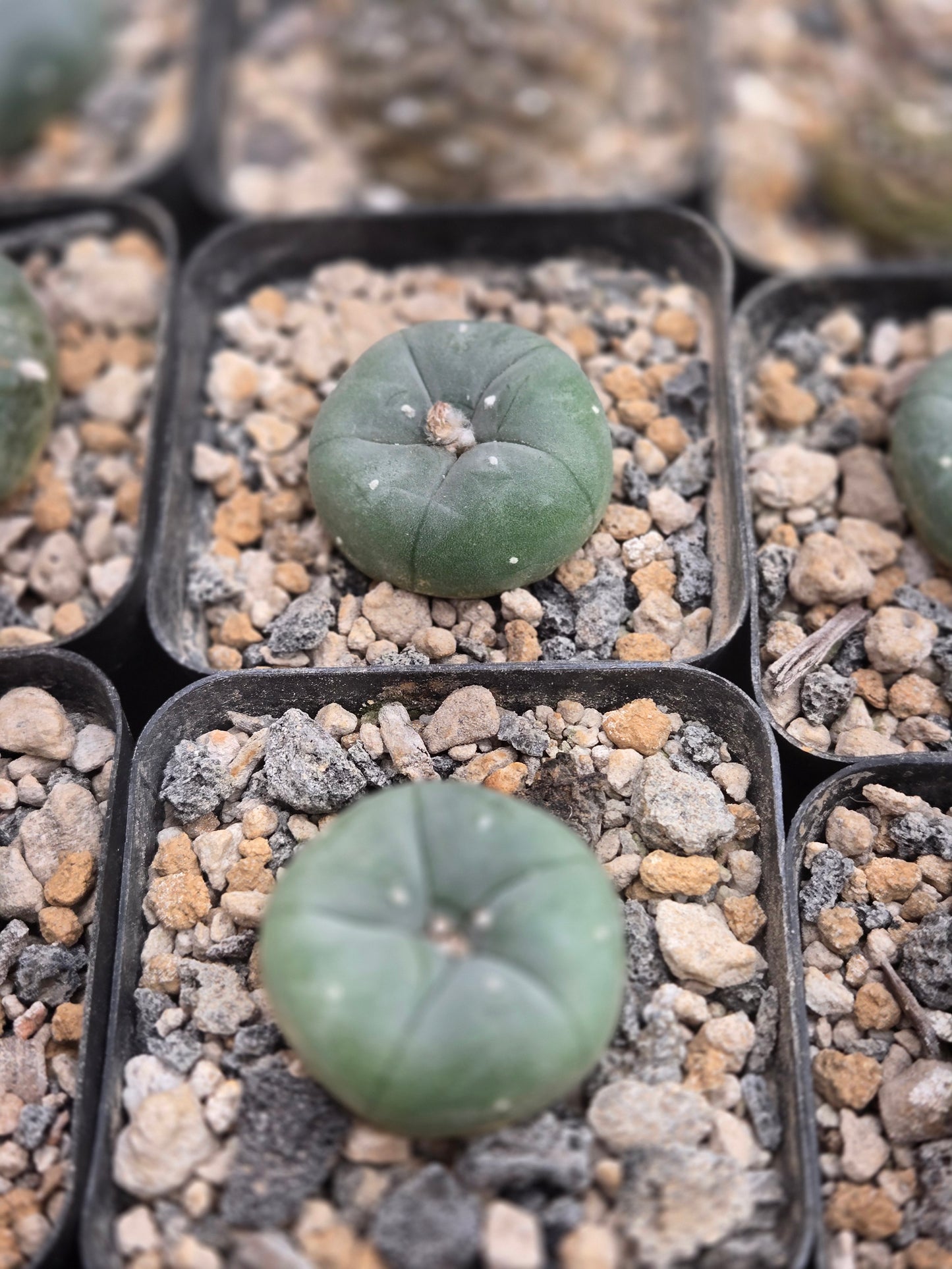 LW Texana - Small seed grown