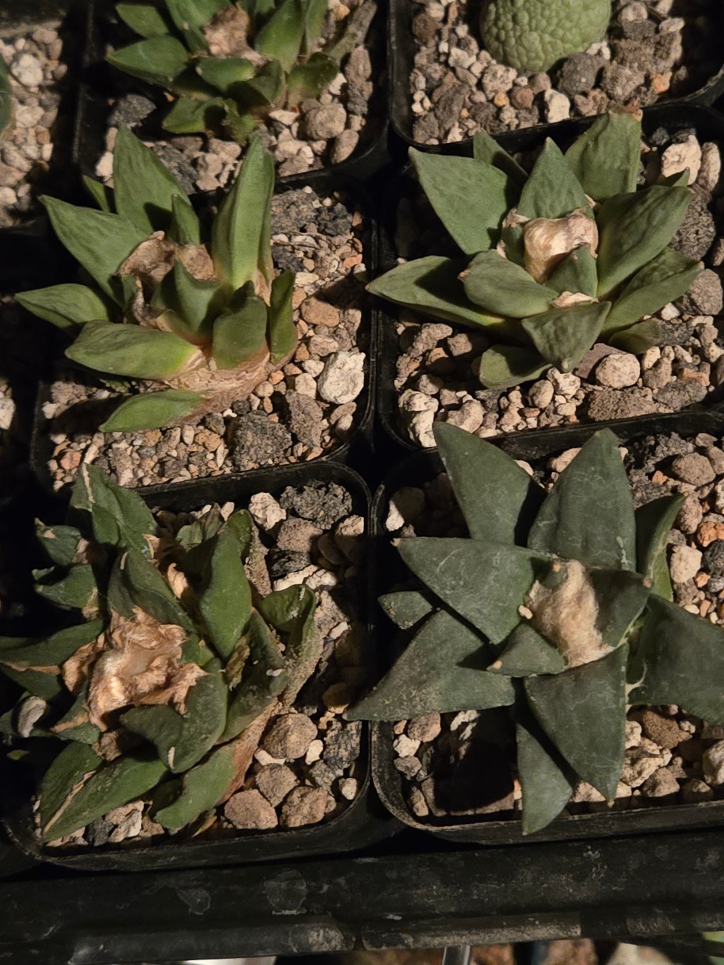 Ariocarpus Retusus Hybrids