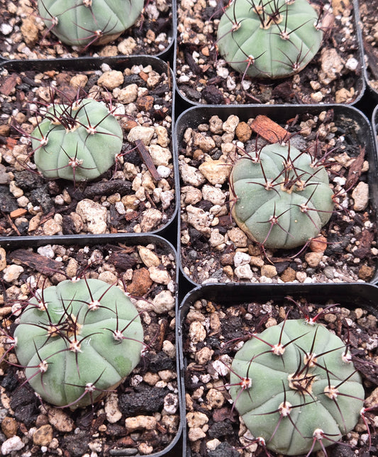 Gymnocalcyium Cabreraense "Vos16"