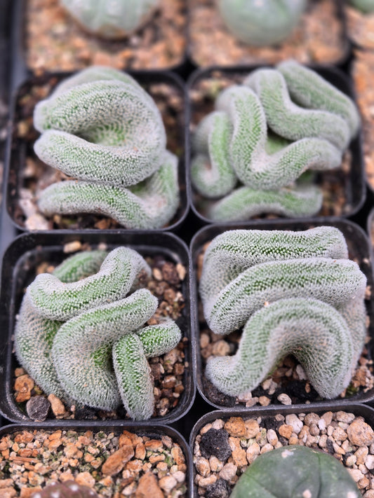 Mammilaria Perbella Crest