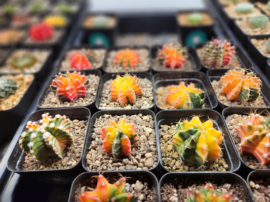 (1)Variegated Gymnocalcyium - Random selection