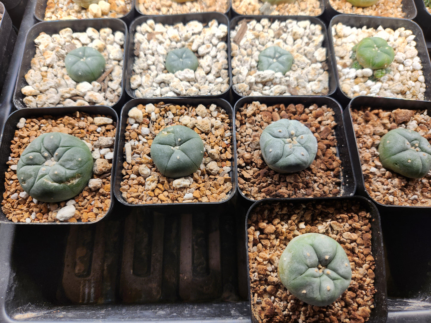 Bargain Bin Lophophora Fricii  (1)