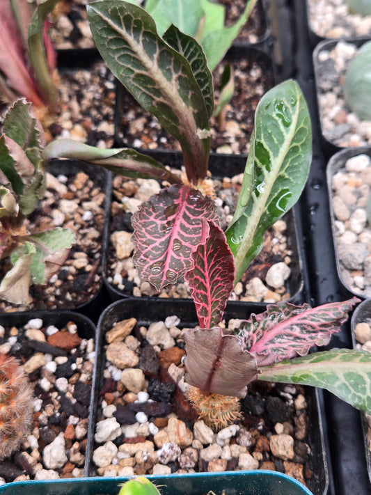 Euphorbia Francoisii