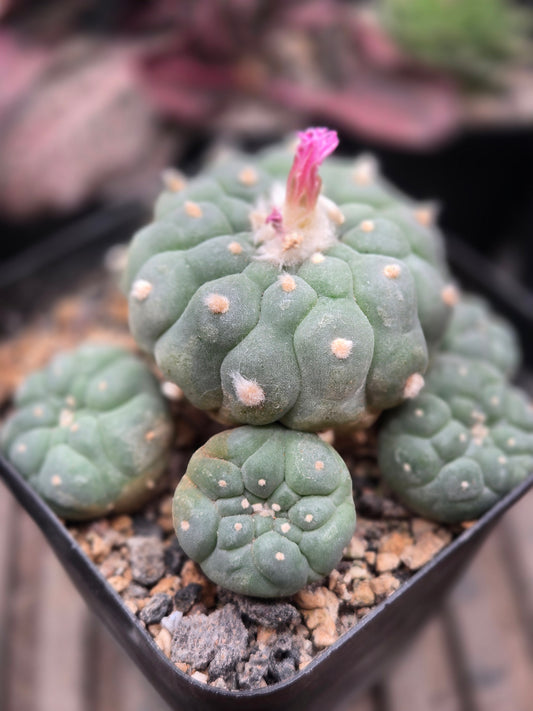 Lophophora Fricii- XL cluster