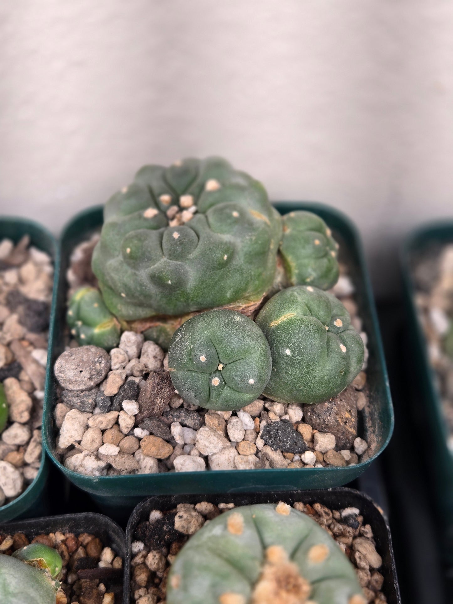 Lophophora Fricii with offsets