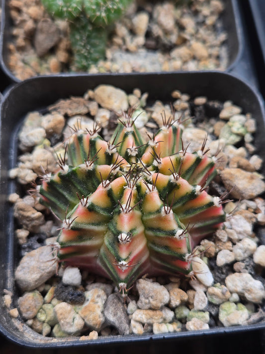 Premium Variegated Gymnocalcyium Mihanovichii Hybrid