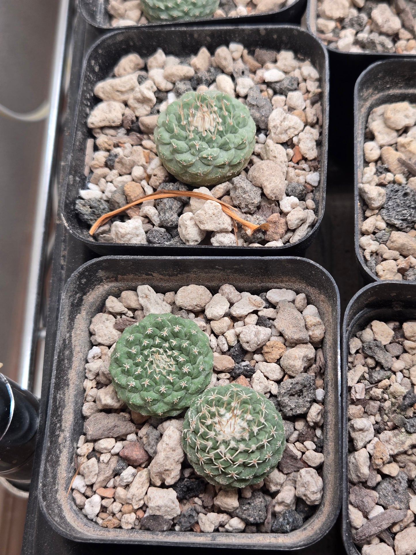 Strombocactus Discinformis- Small