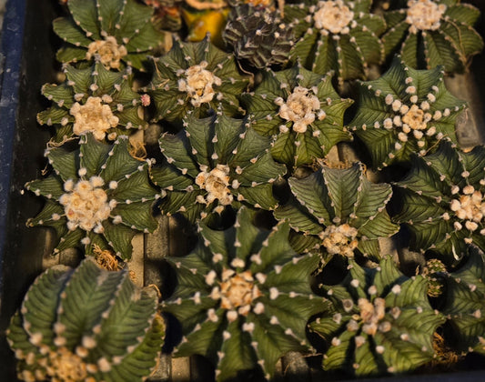 Gymnocalcyium LB