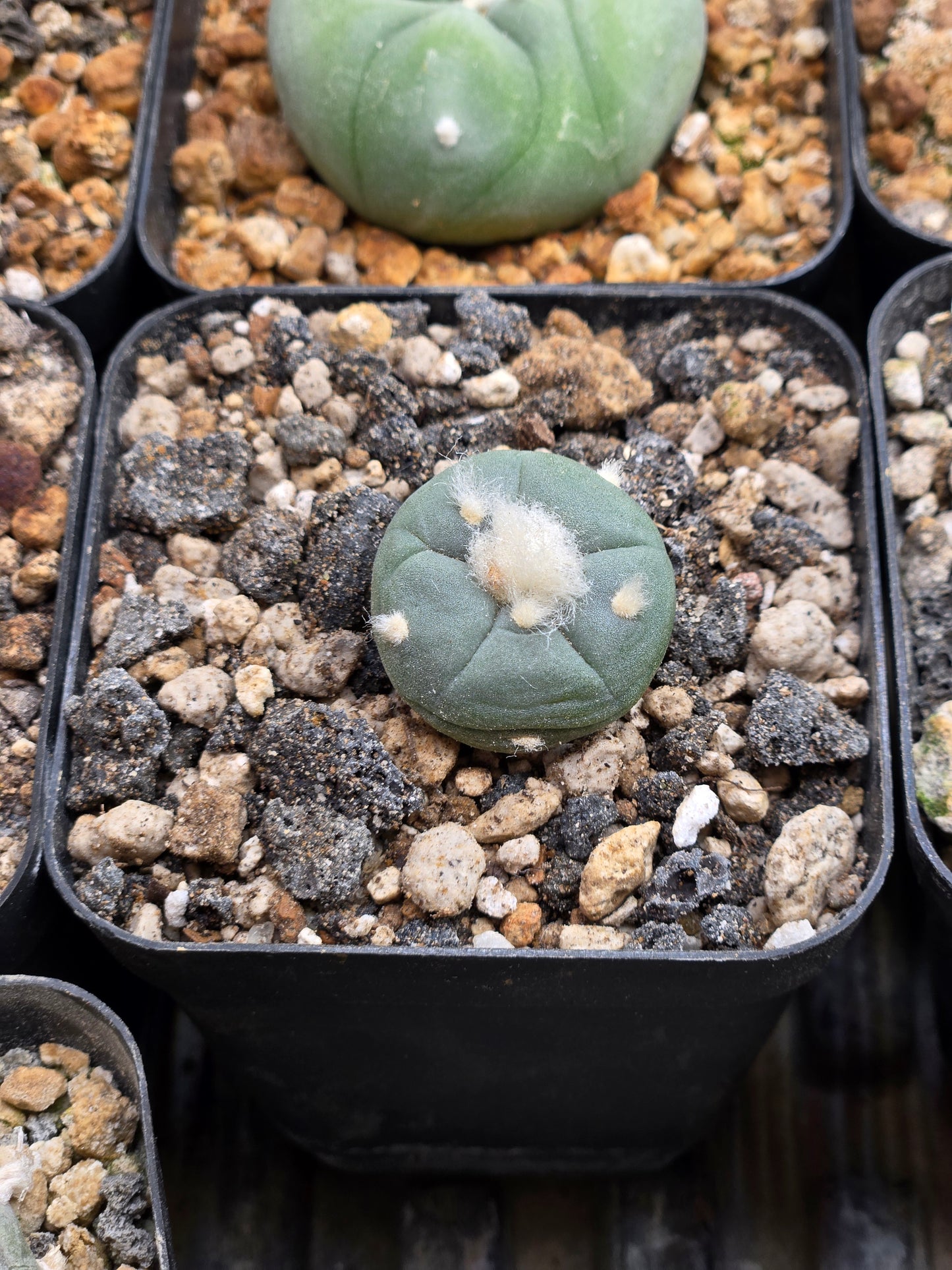 Lophophora Alberto Vojtechi