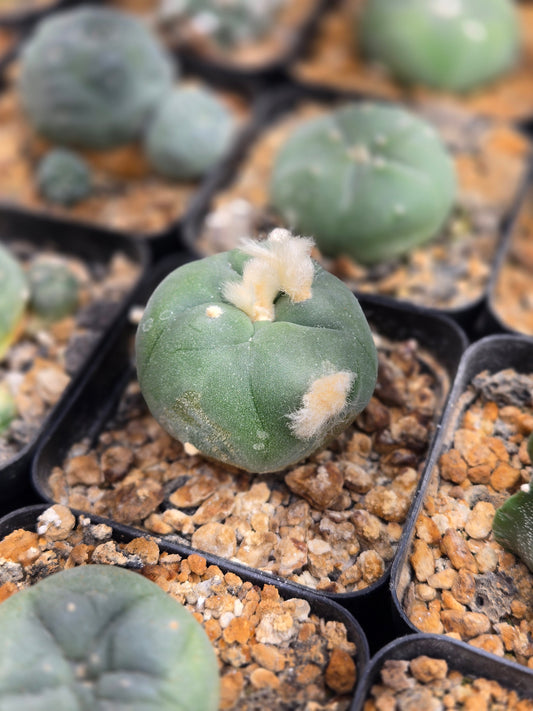 Lophophora Diffusa- medium