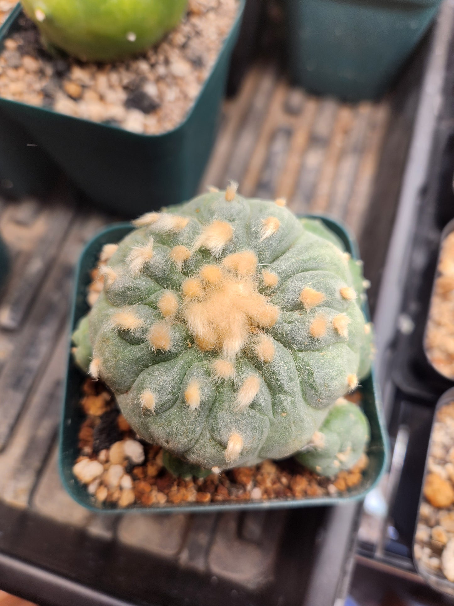 Lophophora Fricii - Large #3