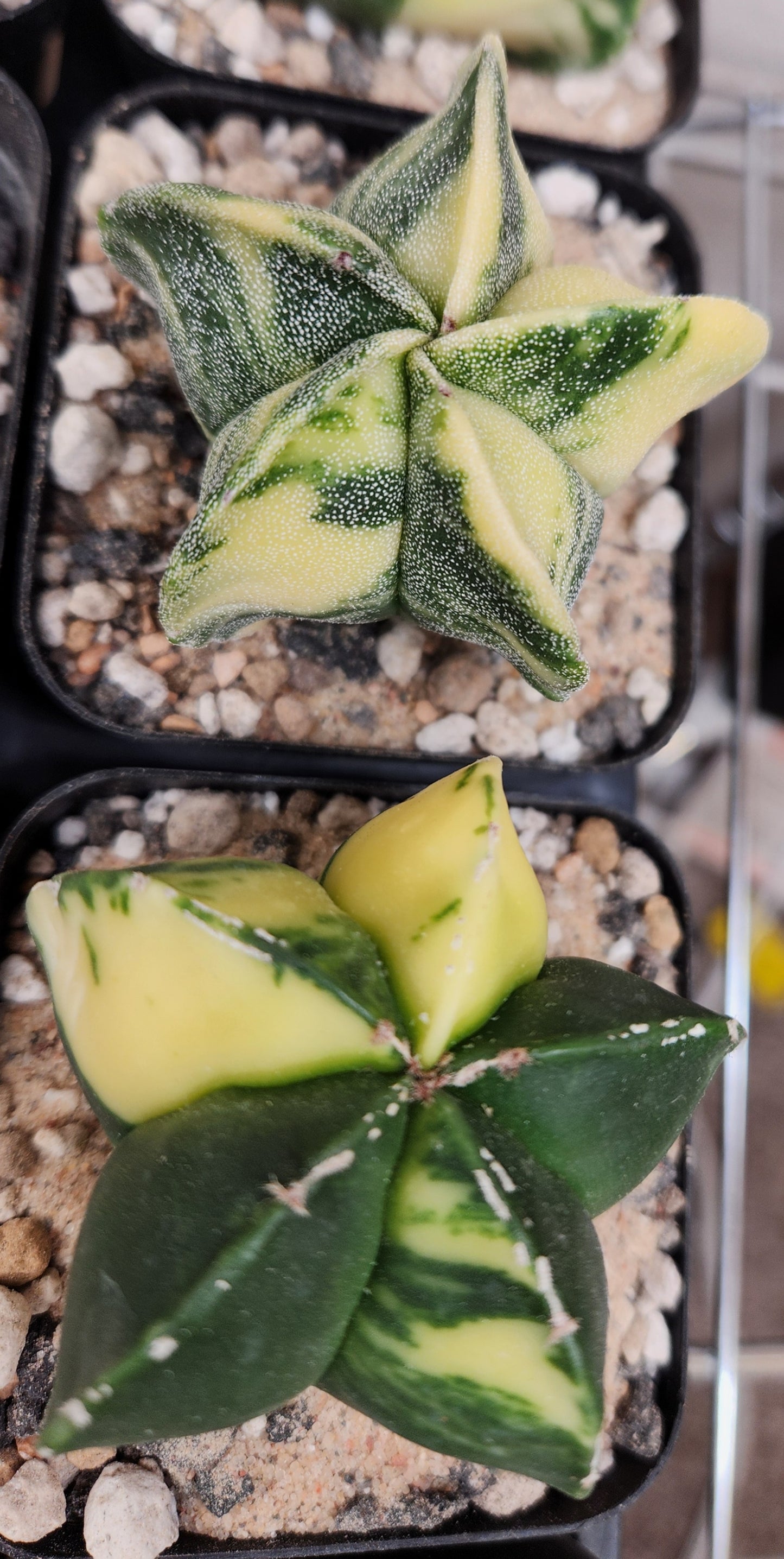 Variegated Astrophytum Myriostigma (5 sided)