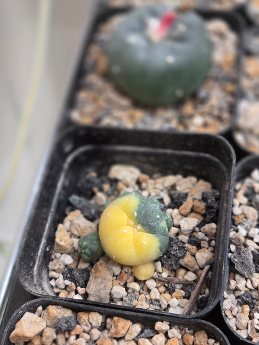 Variegated LW - Small cluster