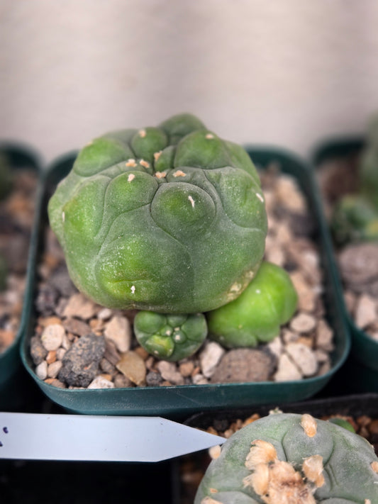 Lophophora Fricii with offsets