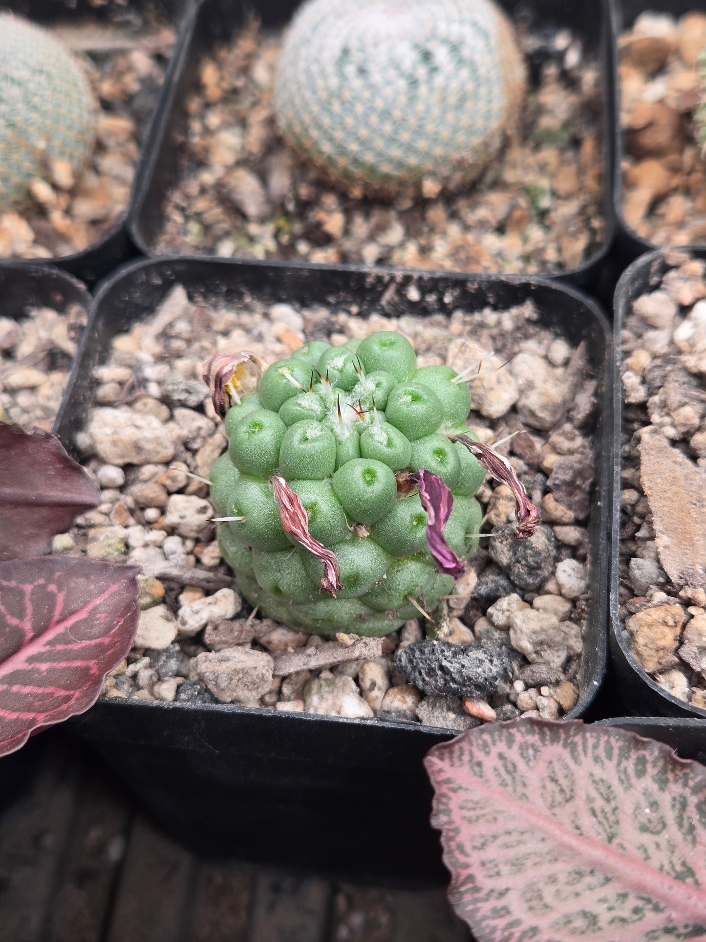 Mammilaria Schumanii