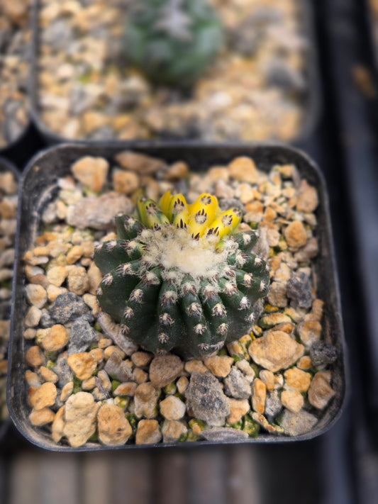Variegated Discocactus Horstii