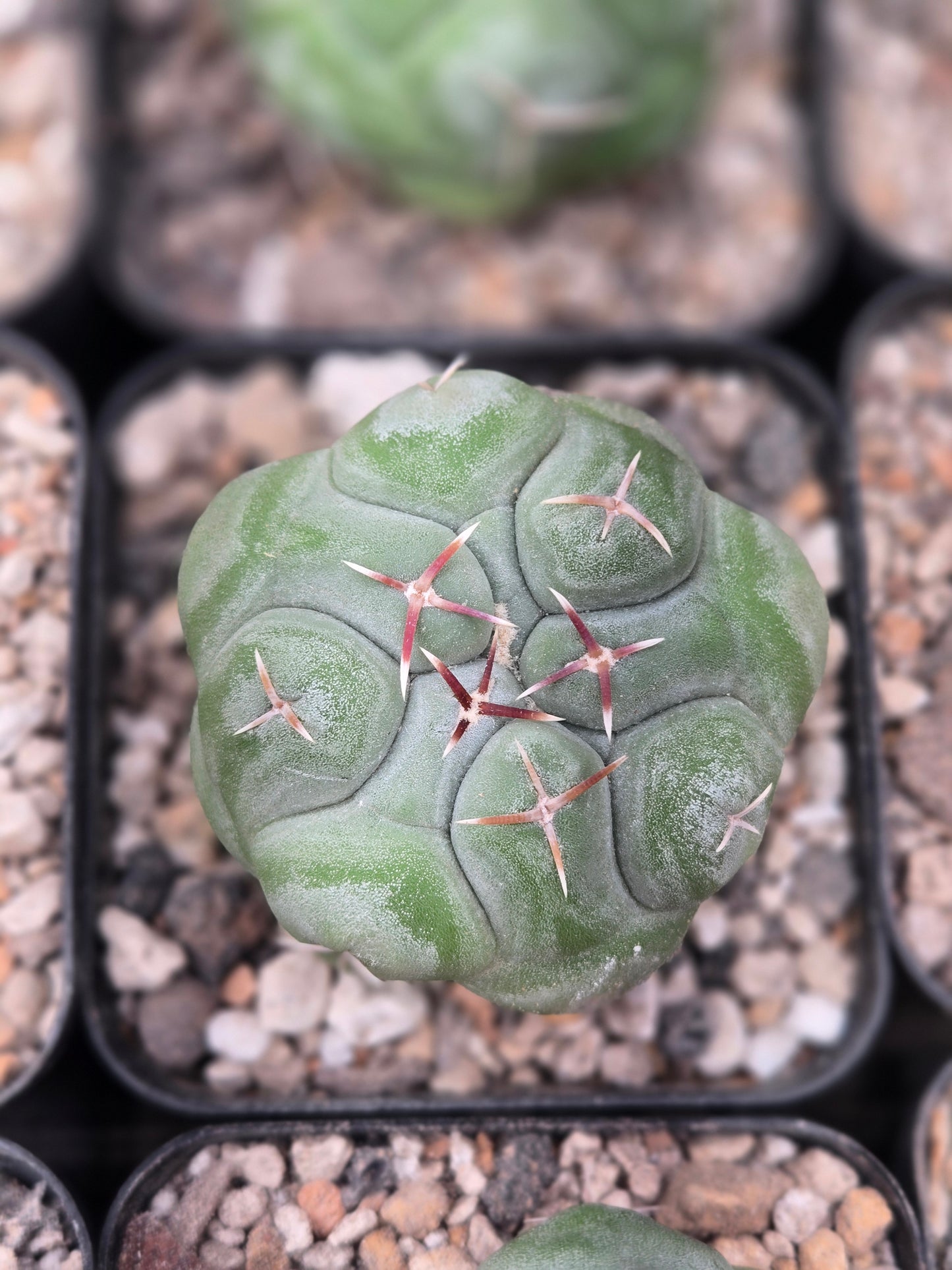 Thelocactus Hexaedrophorus