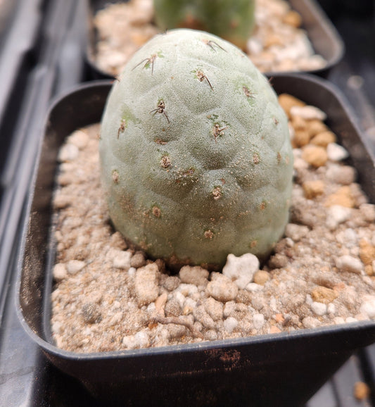 Tephrocactus Geometricus