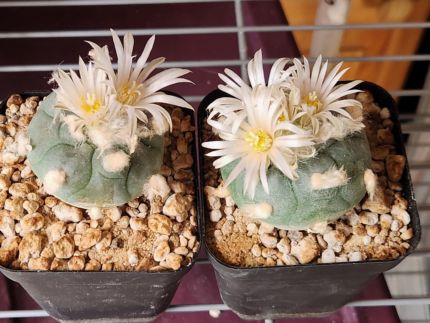 Seeds - Lophophora Koehressi