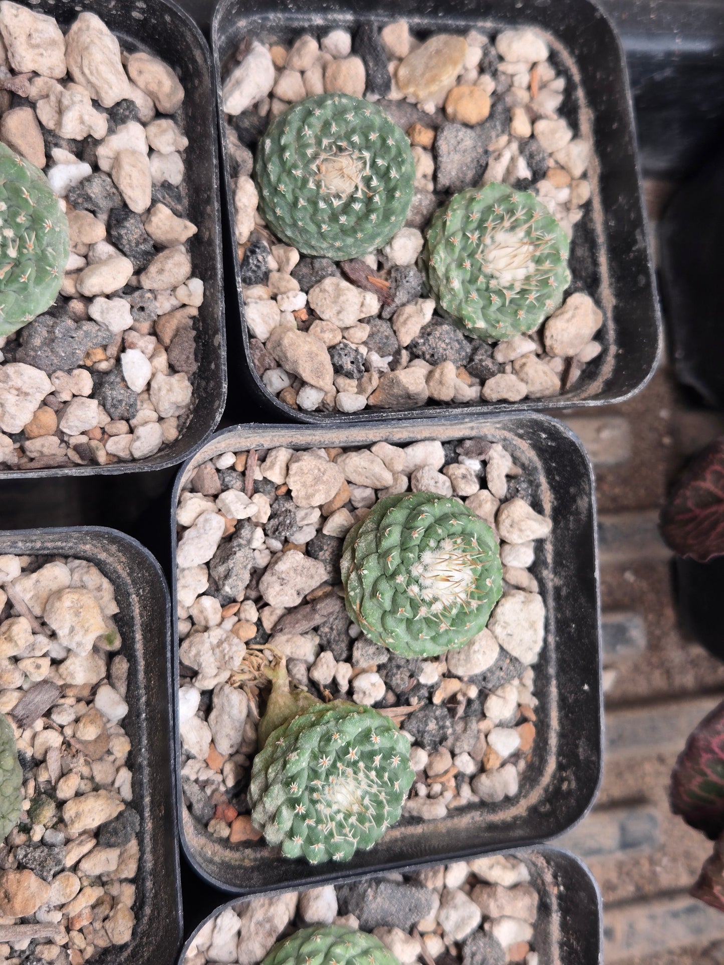 Strombocactus Discinformis- Small