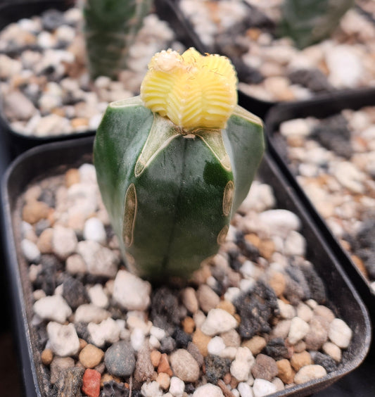 Variegated Aztekium Valdezzi - Graft