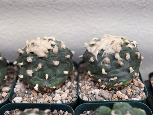 Lophophora Koehressi- XL