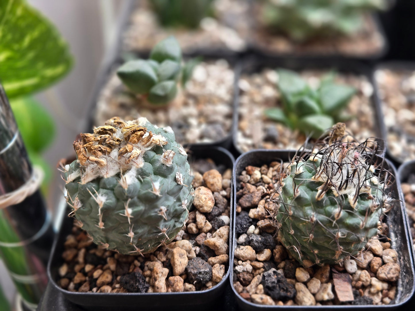 Turbinicarpus Schmiedickeanus