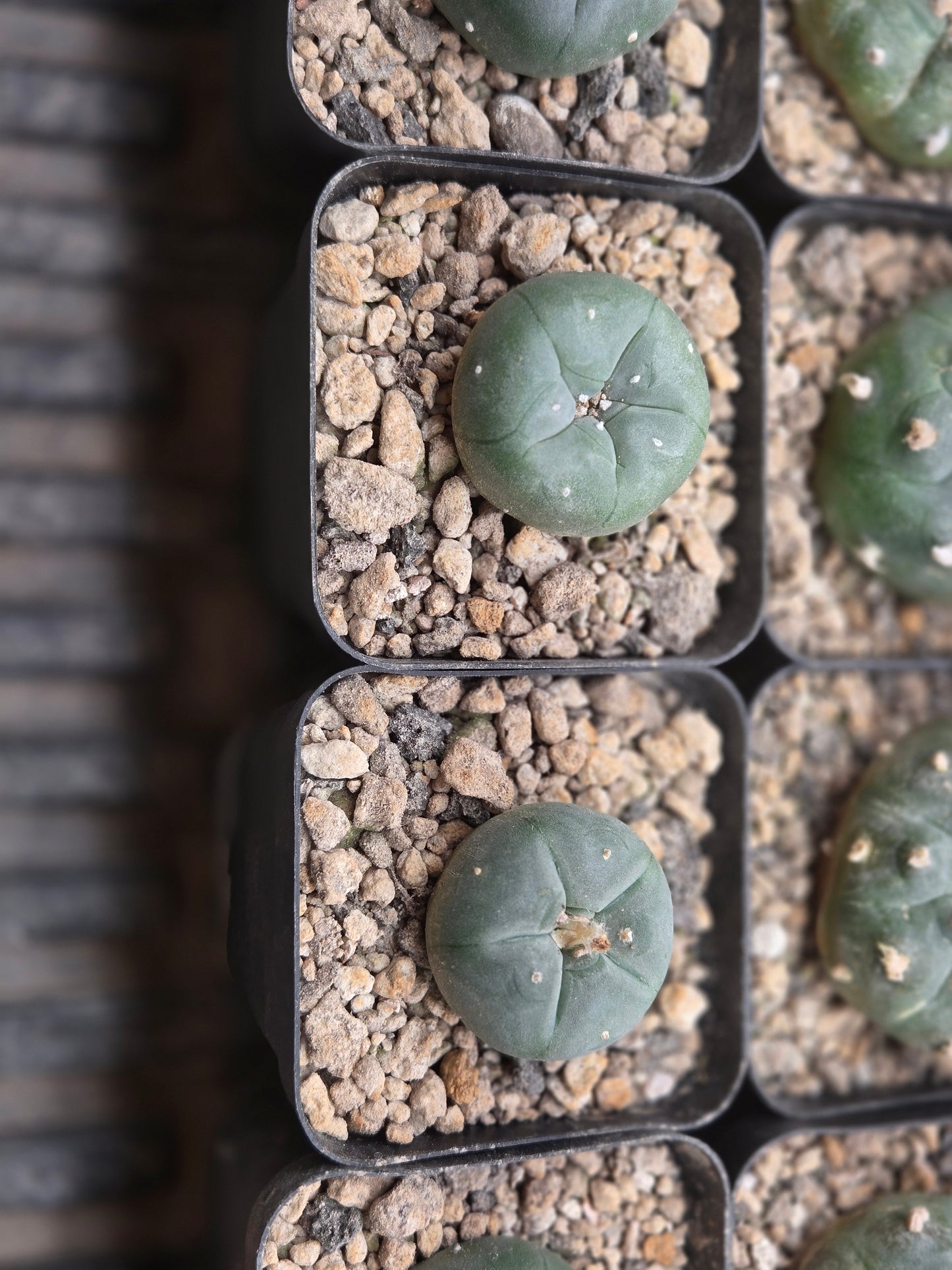 LW Texana - Small seed grown