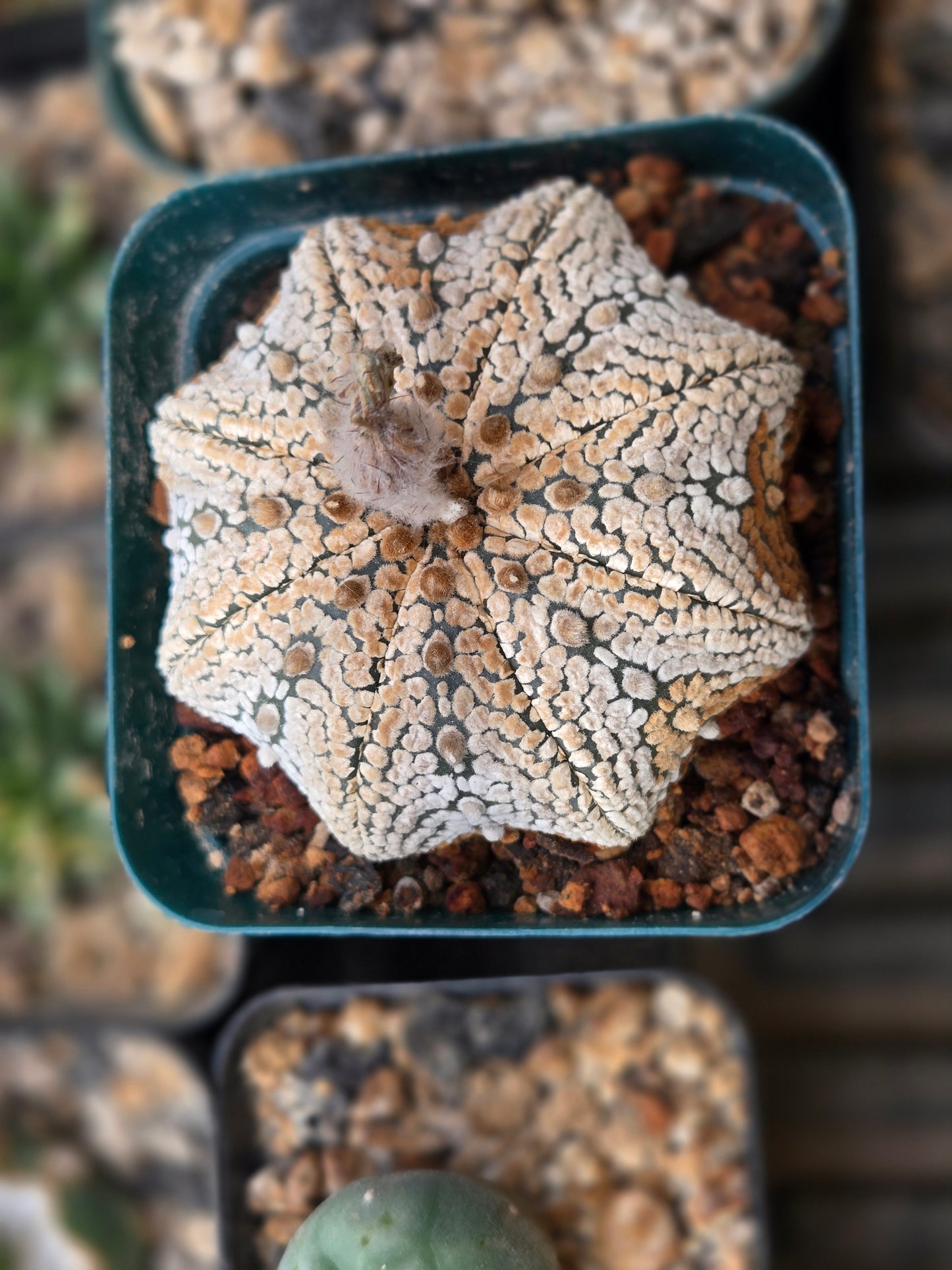 Astrophytum Asterias - Super Kobuto Star type