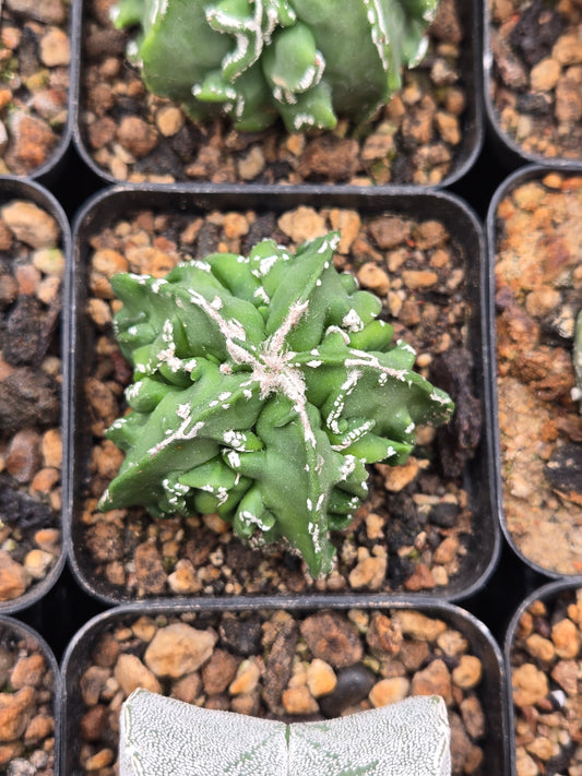Astrophytum Myriostigma cv Fukuryu