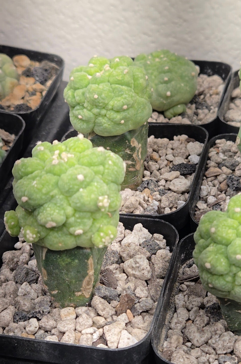 Lophophora Fricii cv Ooibo Lizard skin (graft on stenocereus)