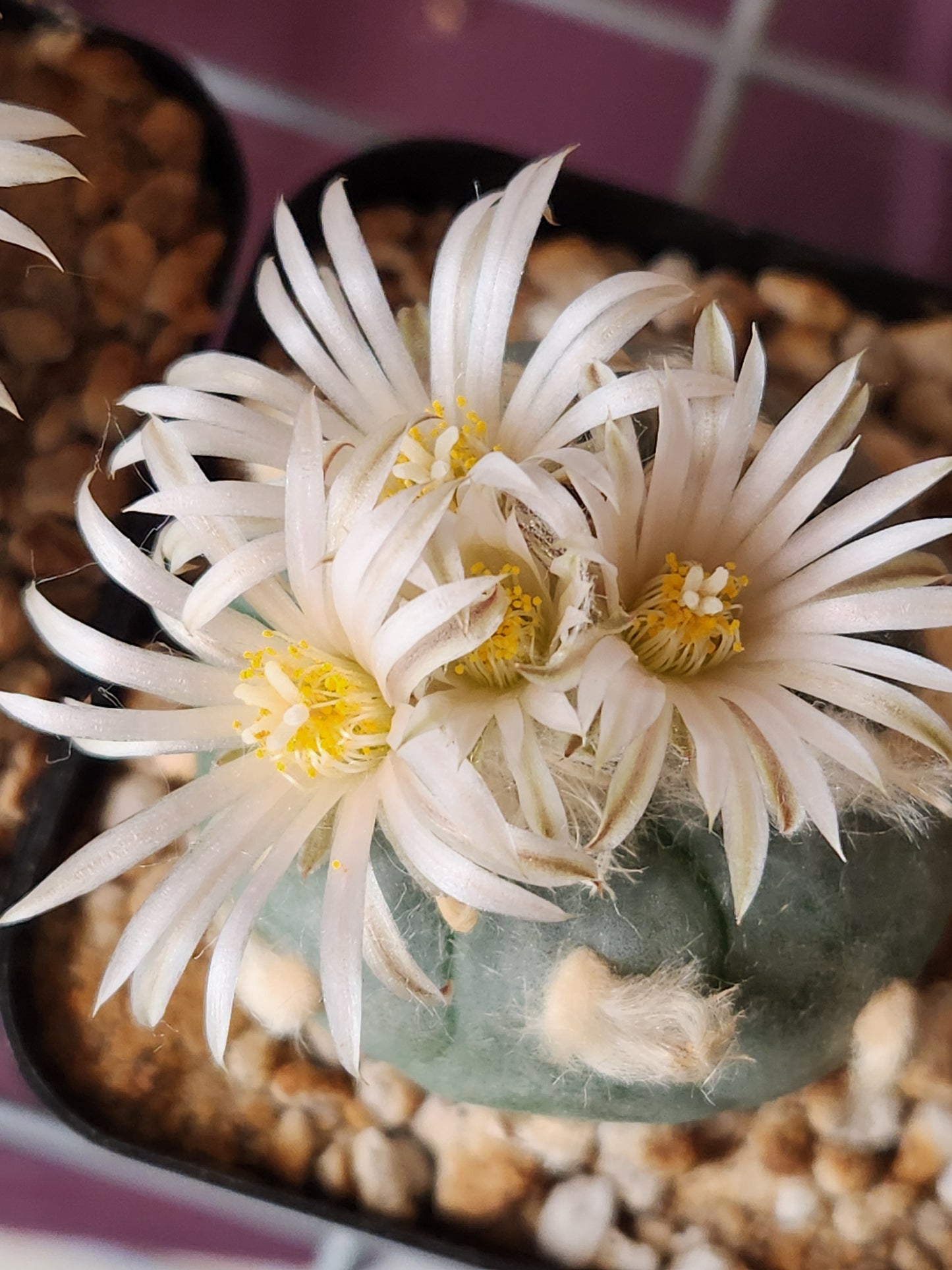 Seeds - Lophophora Koehressi