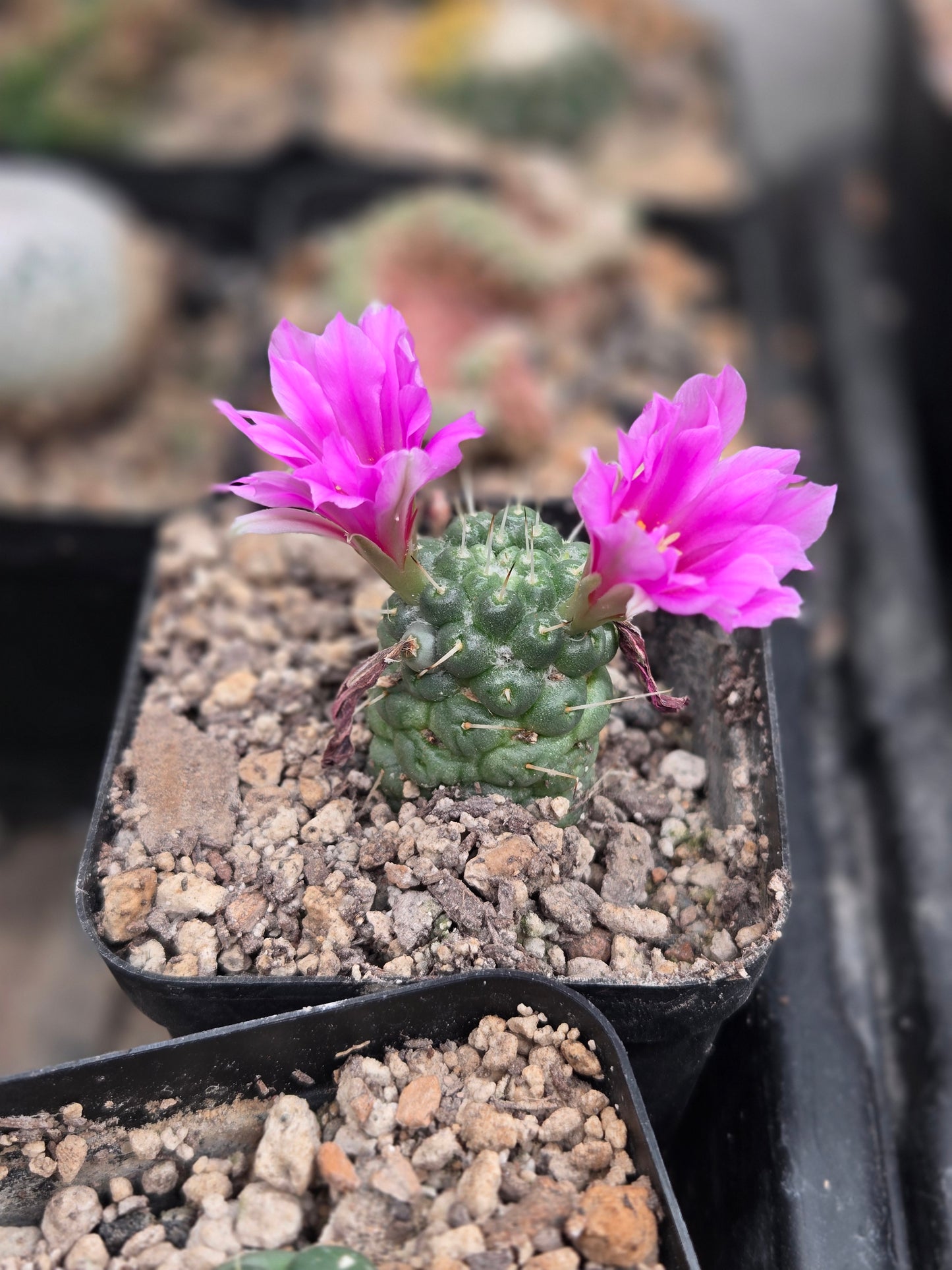 Mammilaria Schumanii