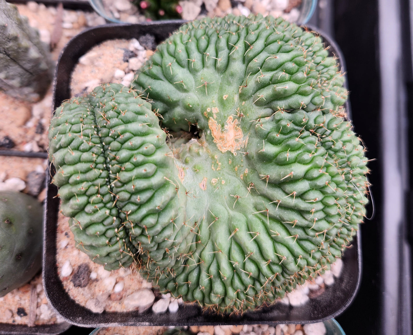 Gymnocalcyium Ochoterenae Crest - Large