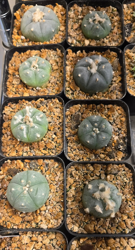 LW Huazachie - Rooted Offset