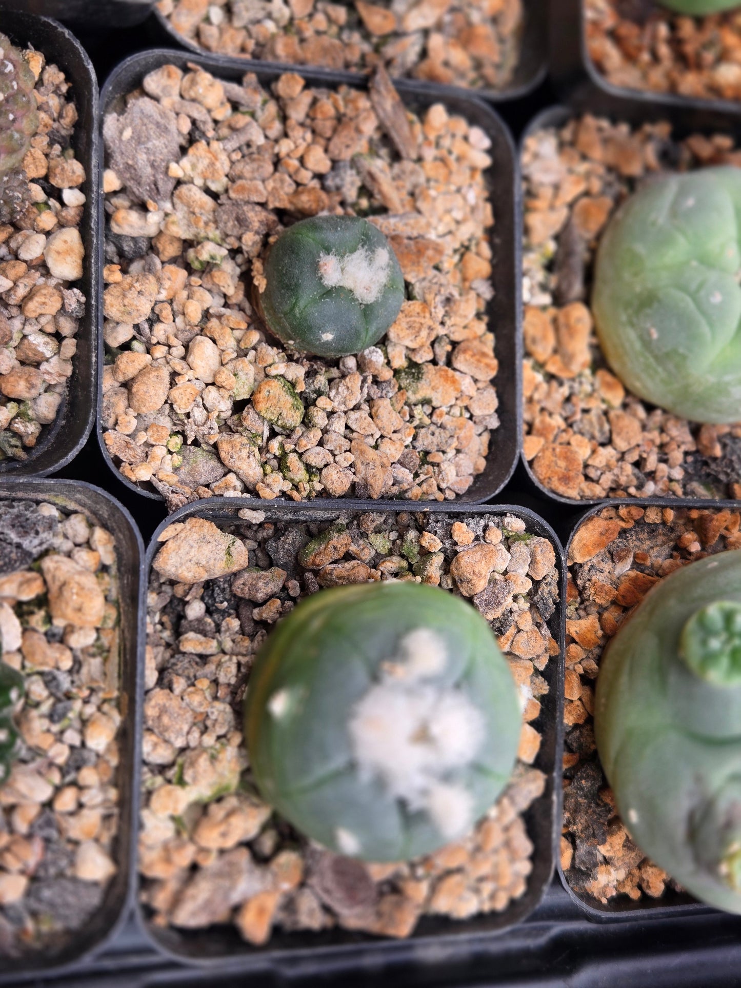 Lophophora Alberto Vojtechi - XL