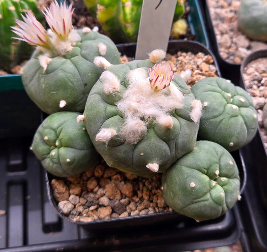 Lophophora Koehressi- XL Multiple blooming heads