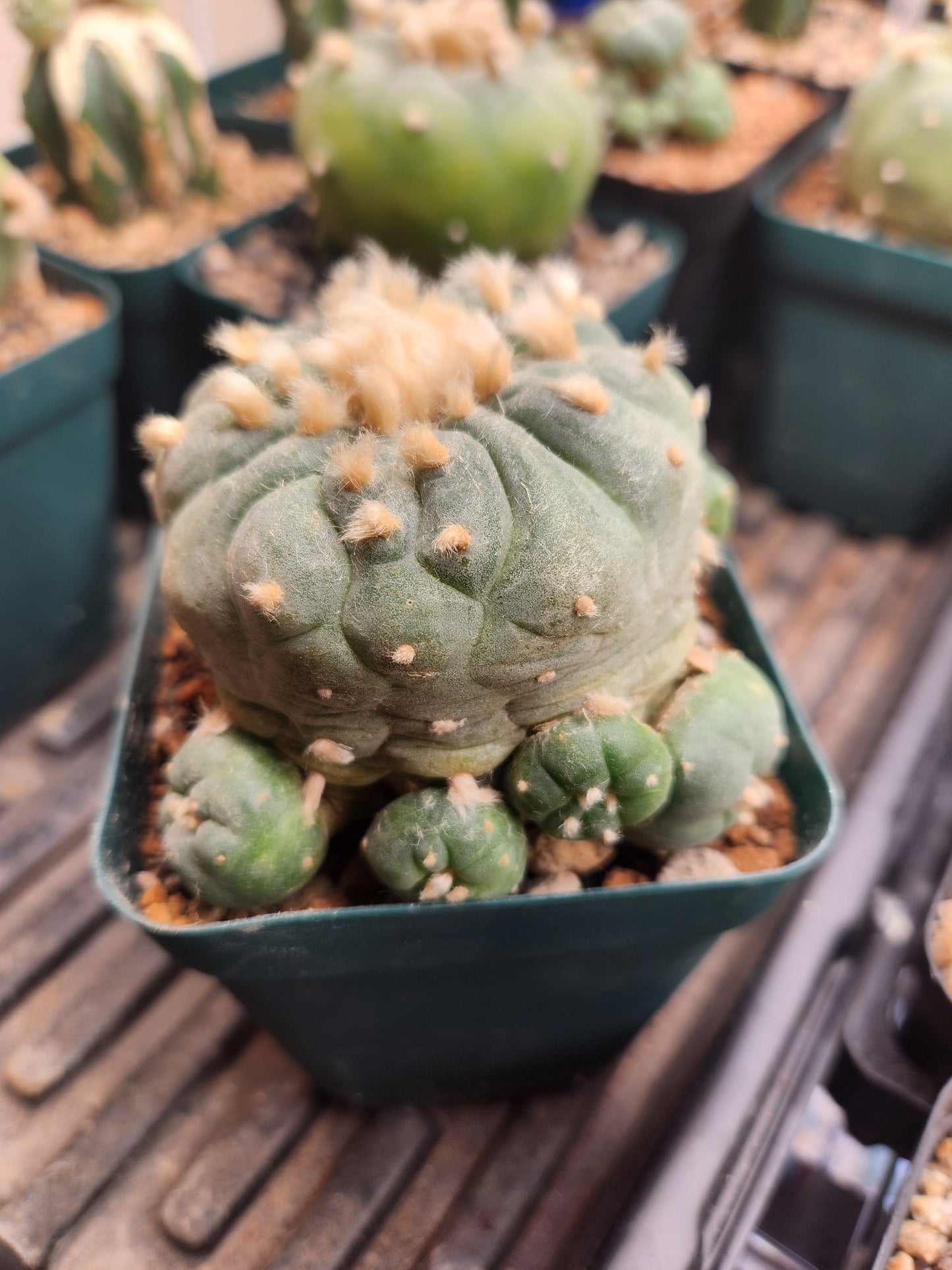 Lophophora Fricii - Large #3