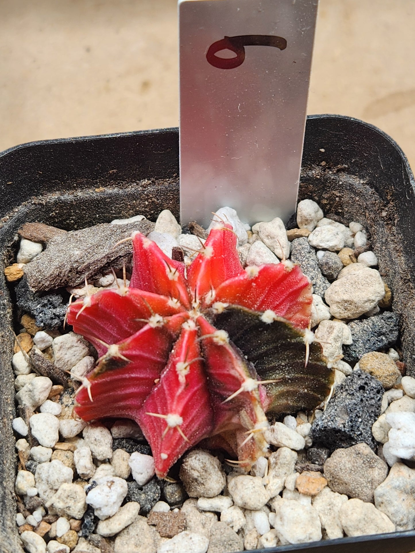 Variegated Gymnocalcyium Mihanovichii #6