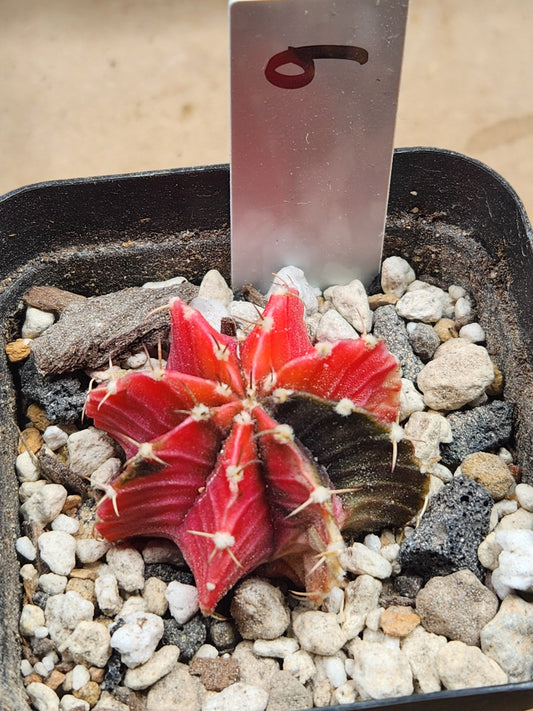 Variegated Gymnocalcyium Mihanovichii #6