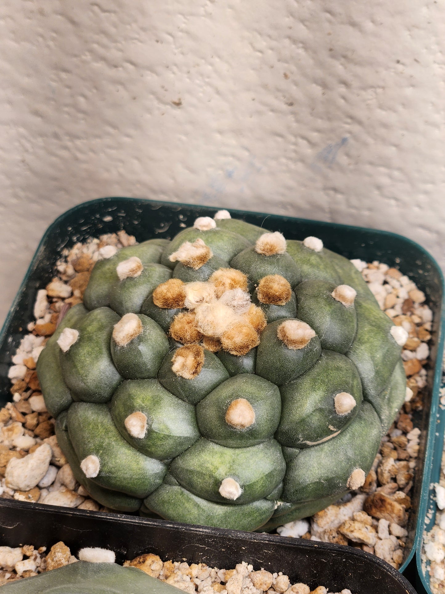 Astrophytum Asterias "Kikko"