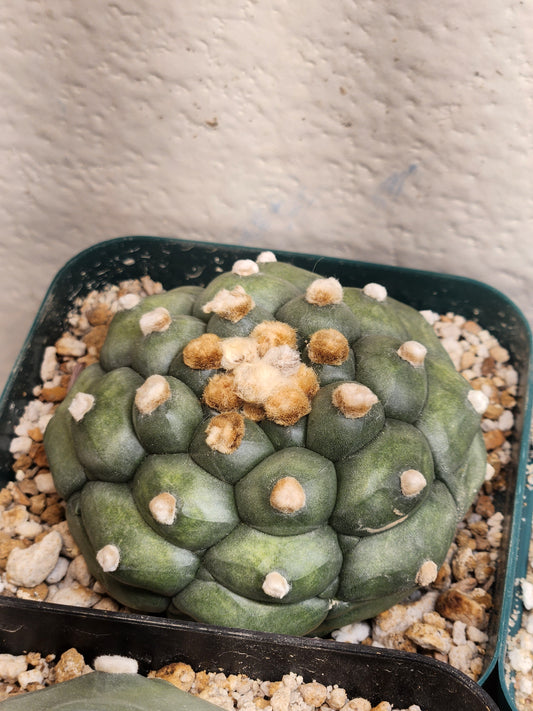 Astrophytum Asterias "Kikko"