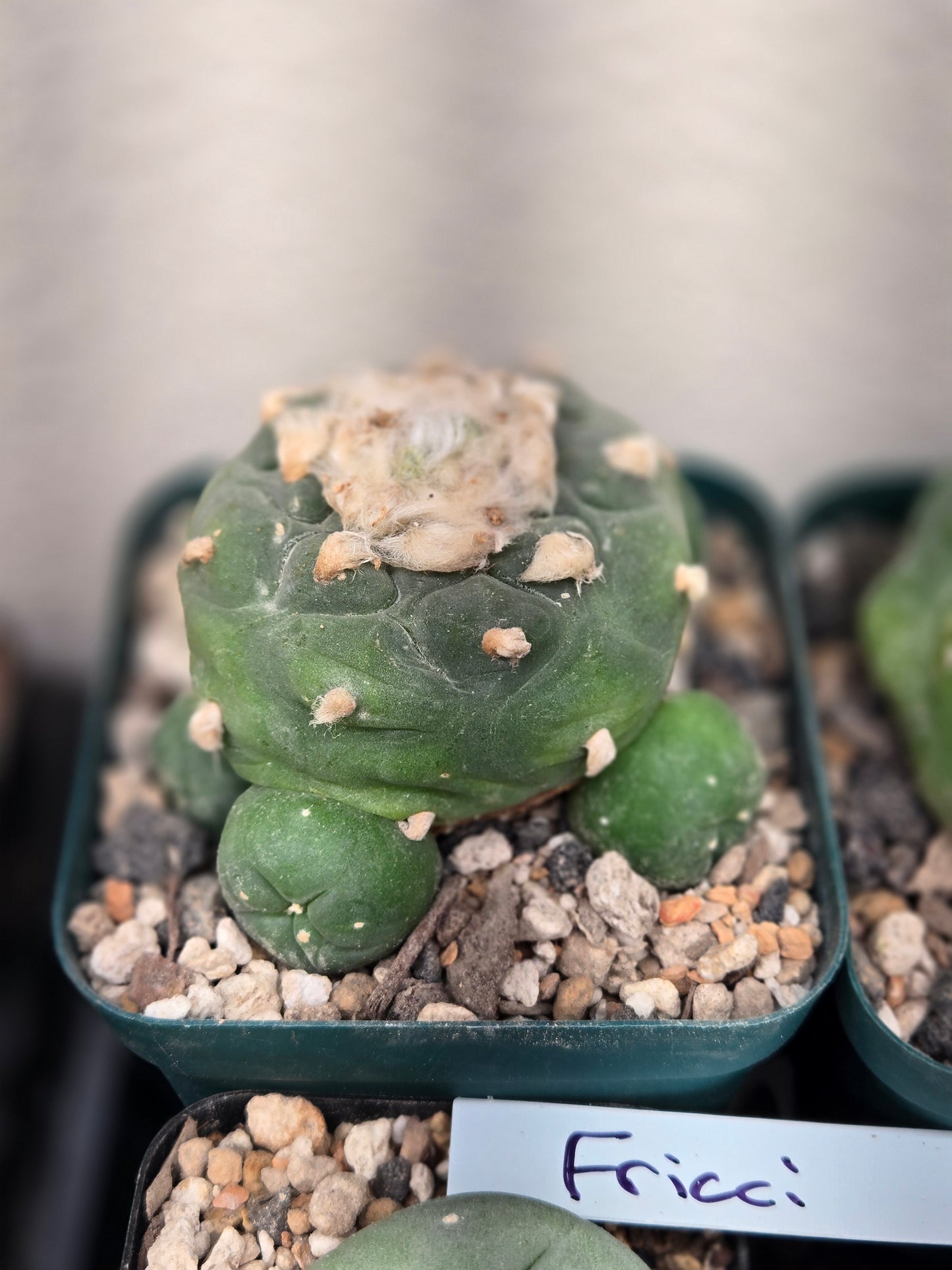 Lophophora Fricii with offsets
