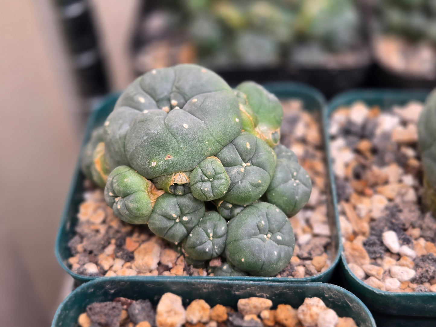 LW Ceaspitosa